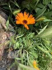 Calenduleae