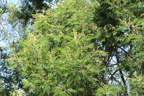 Black Wattle (Acacia mearnsii)