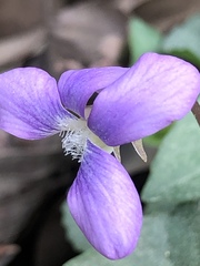 Viola langloisii