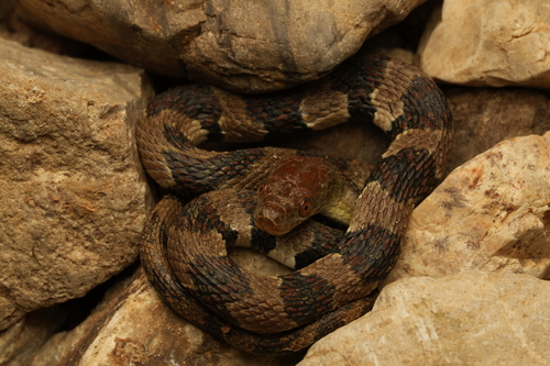 Asiatic Water Snake