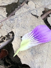Viola langloisii