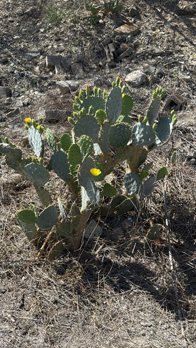 Texas Pricklypear (Opuntia lindheimeri)