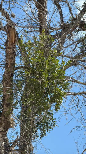 American Mistletoe (Phoradendron leucarpum)