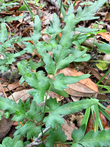 Japanese climbing fern (Lygodium japonicum)