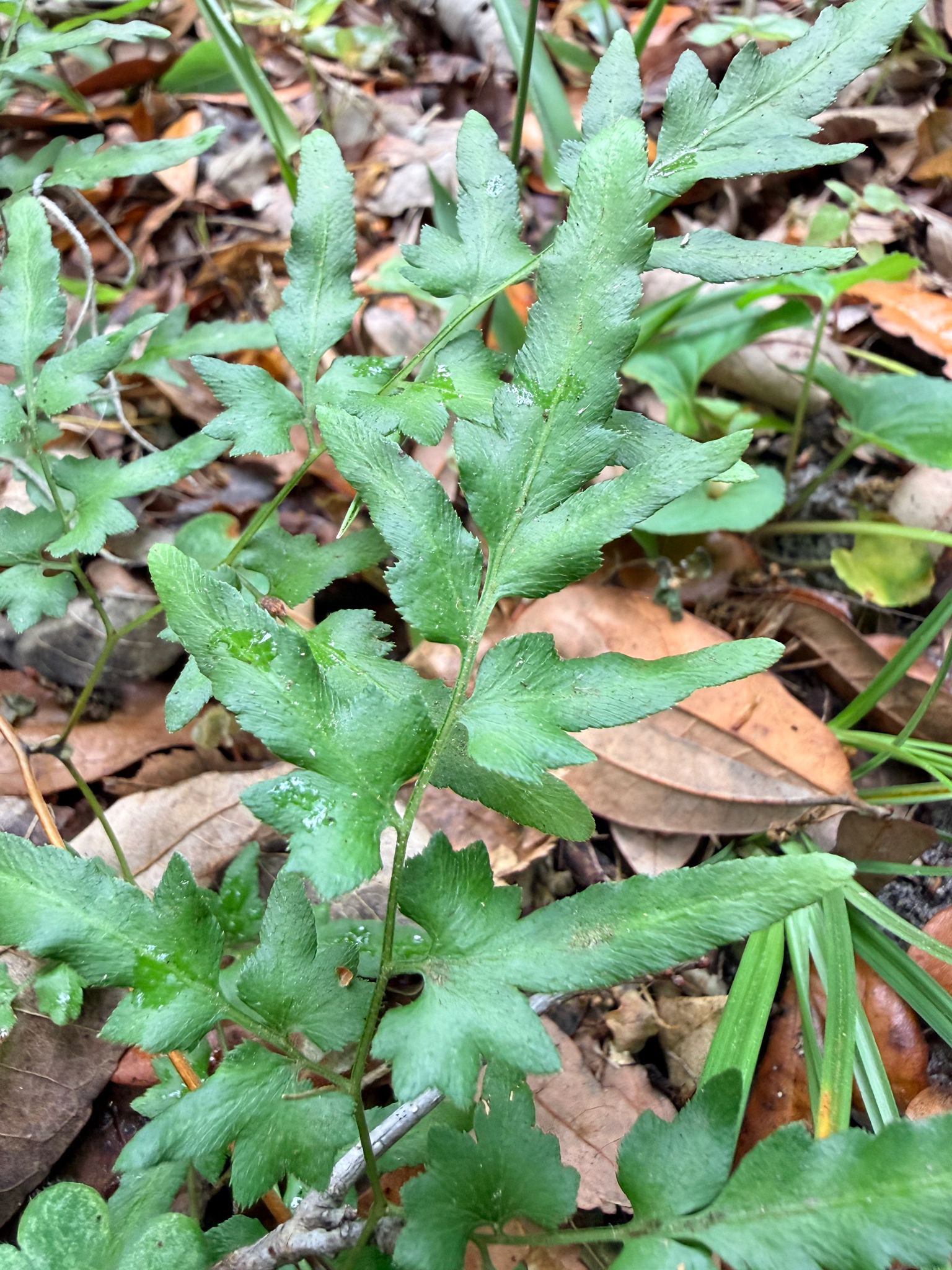 Japanese Climbing Fern (Lygodium japonicum)