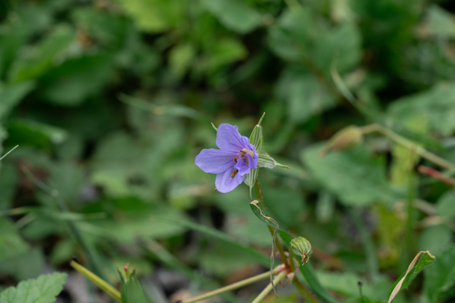 Erodium gruinum, photograph 2
