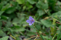 Erodium gruinum, photograph (c) Eleftherios Katsillis, some rights reserved (CC BY)