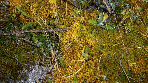 Sand-hill Screw-moss (Syntrichia ruraliformis)