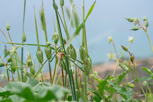 Erodium gruinum, photograph 5