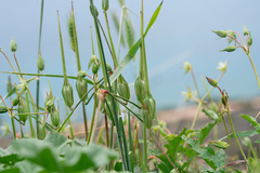 Erodium gruinum, photograph (c) Eleftherios Katsillis, some rights reserved (CC BY)
