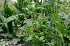 Erodium gruinum, photograph (c) Eleftherios Katsillis, some rights reserved (CC BY)