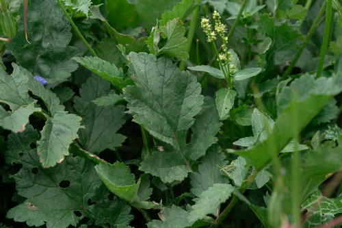 Erodium gruinum, photograph 6