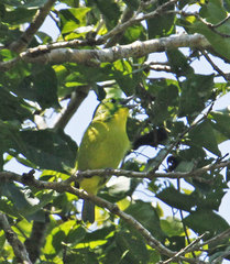 Vireolanius pulchellus