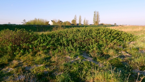 rugosa rose (Rosa rugosa)
