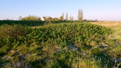 Rosier Rugueux (Rosa rugosa)