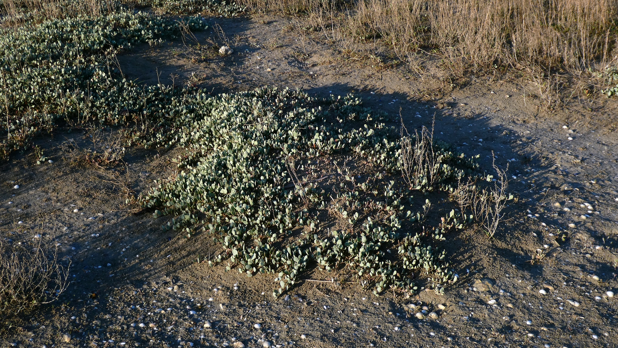 Sea-Purslane (Atriplex portulacoides)