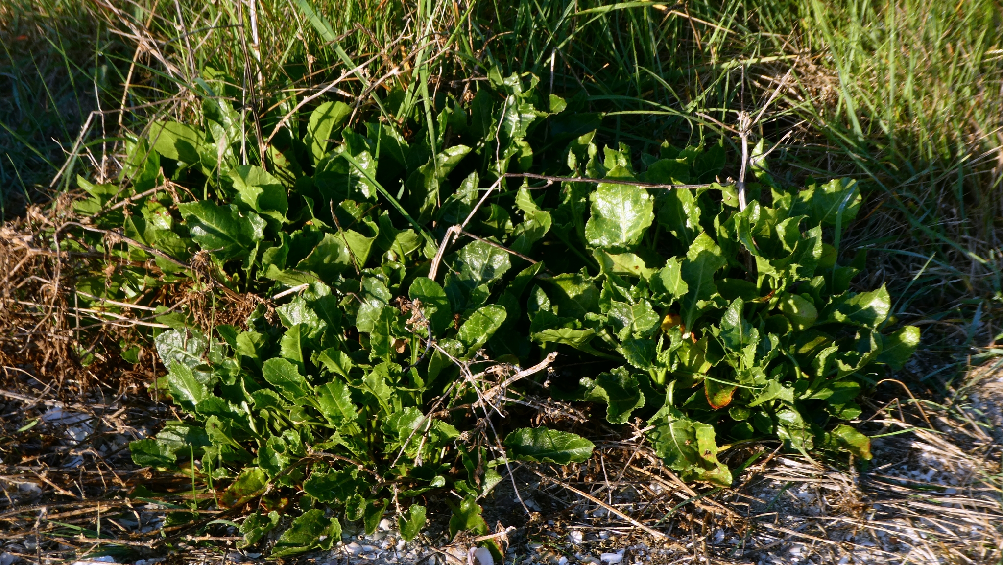 Sea Beet (Beta vulgaris)