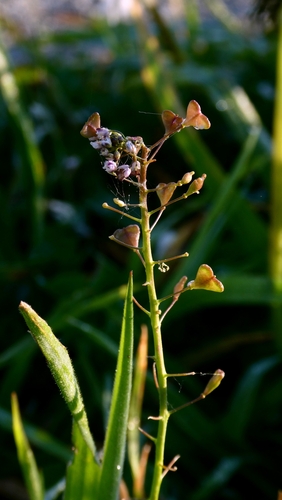 Pink Shepherd's-purse (Capsella rubella)