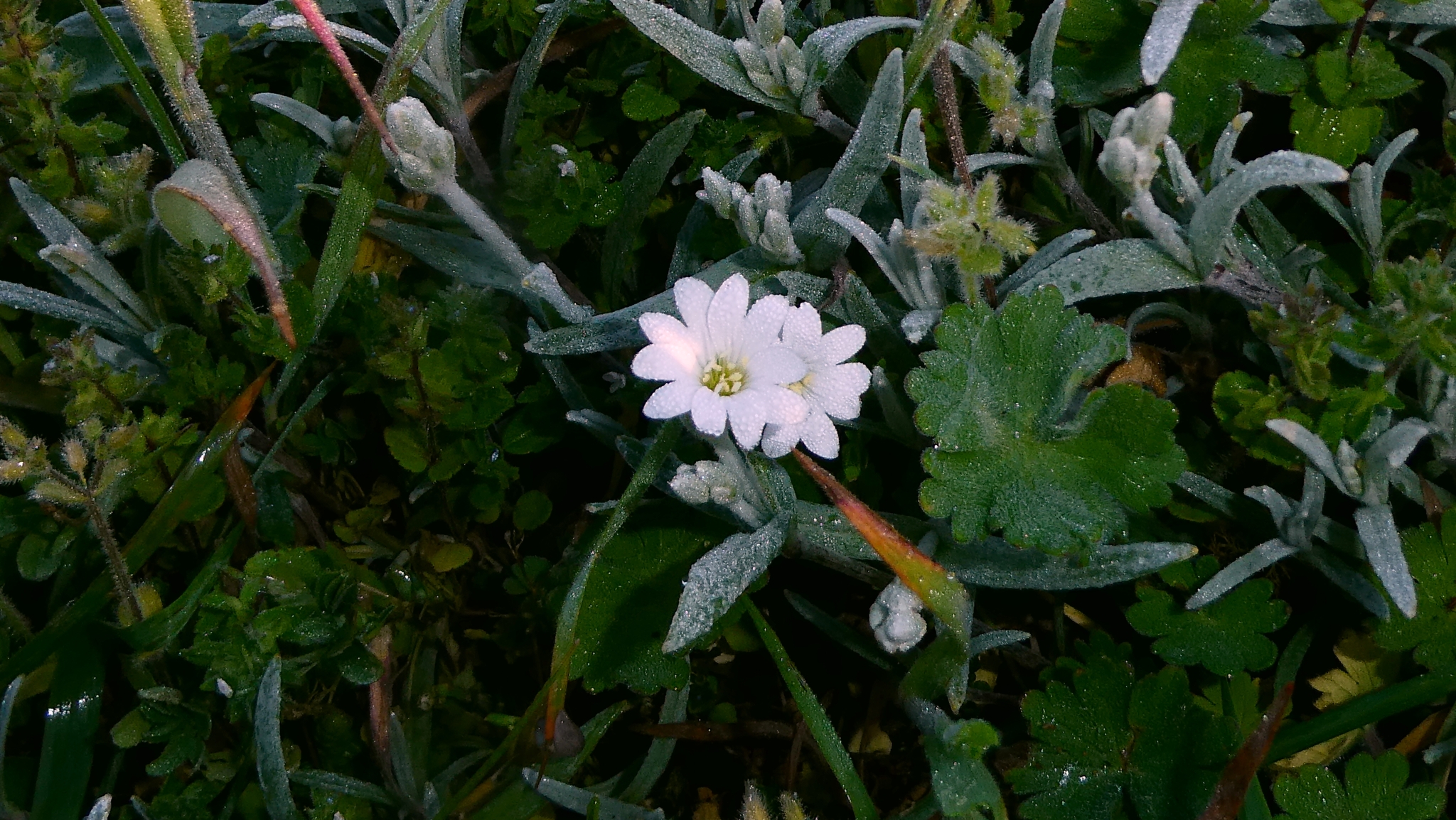 Snow-In-Summer (Cerastium tomentosum)