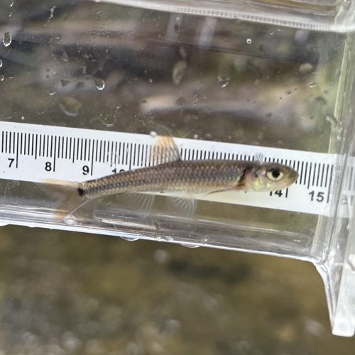 Mirror shiner (Notropis spectrunculus) — Cyprinidae — 4