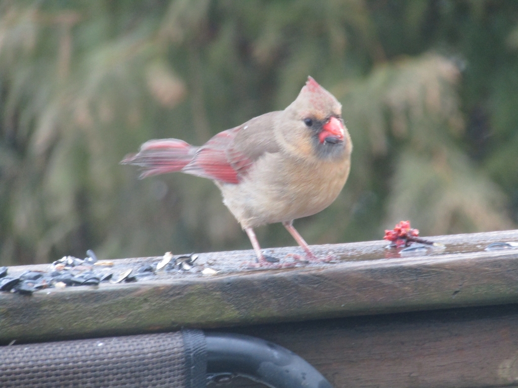 Eastern Cardinal (Cardinalis cardinalis cardinalis) - Avian Discovery