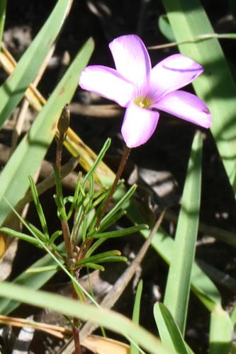 Manyleaf Sorrel (Oxalis polyphylla)