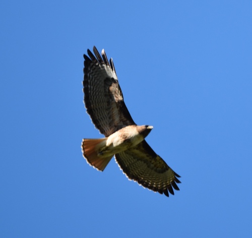 iNaturalist observation photo of Red-tailed Hawk