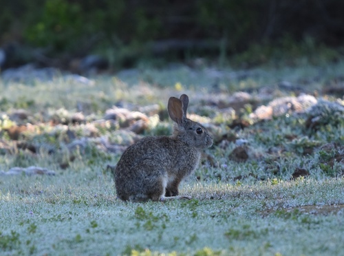 iNaturalist observation photo of Desert Cottontail