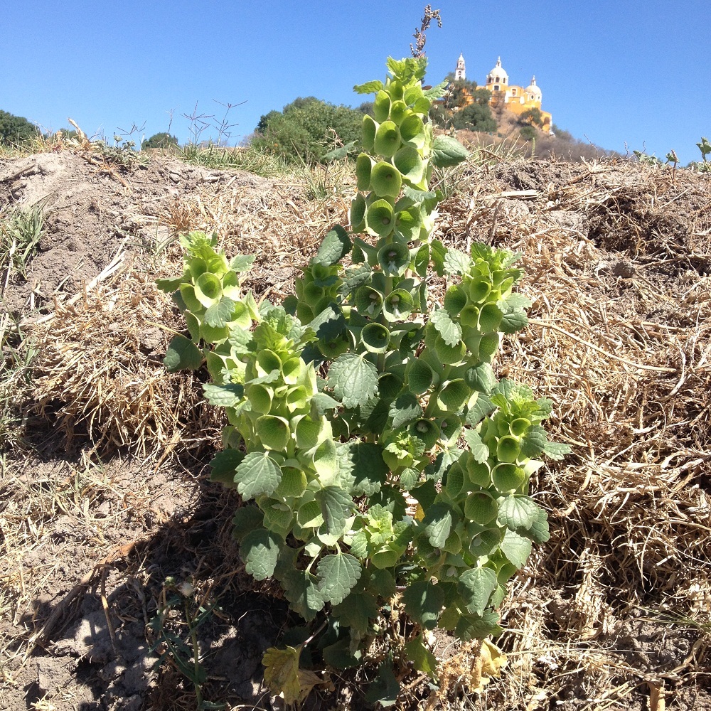 Moluccella