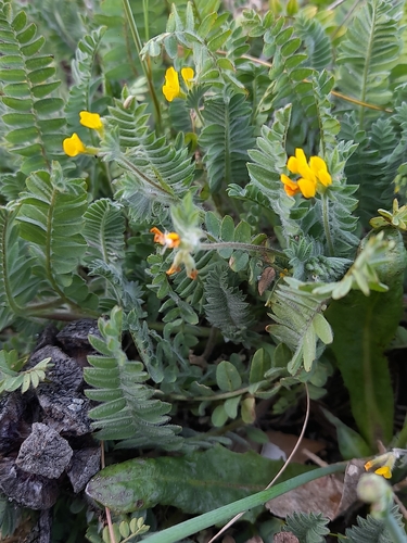 Yellow Serradella (Ornithopus compressus)