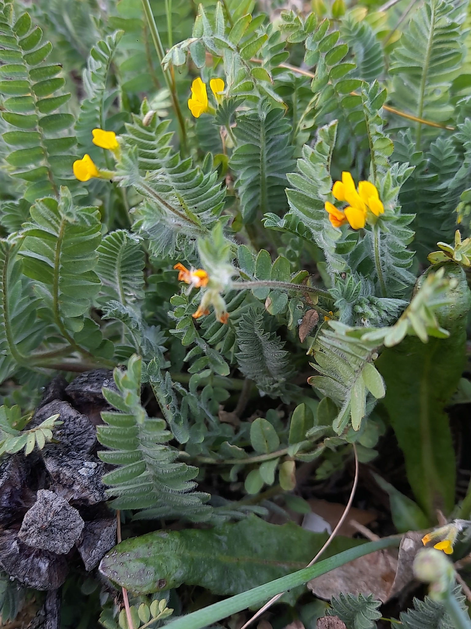 Yellow Serradella (Ornithopus compressus)