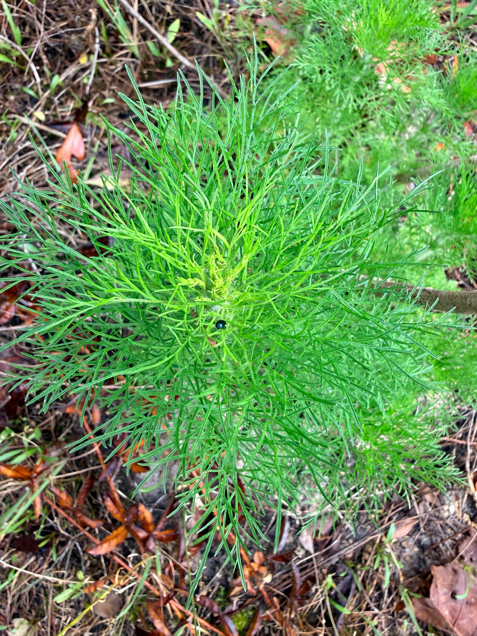 Dogfennel (Eupatorium capillifolium)