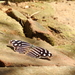 Mariposa Bufón Blanca Occidental - Photo (c) patriciasamperio, algunos derechos reservados (CC BY-NC), subido por patriciasamperio
