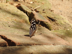 Myscelia cyaniris alvaradia