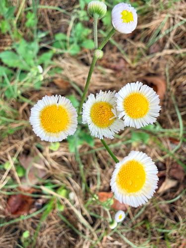 oakleaf fleabane (Erigeron quercifolius)