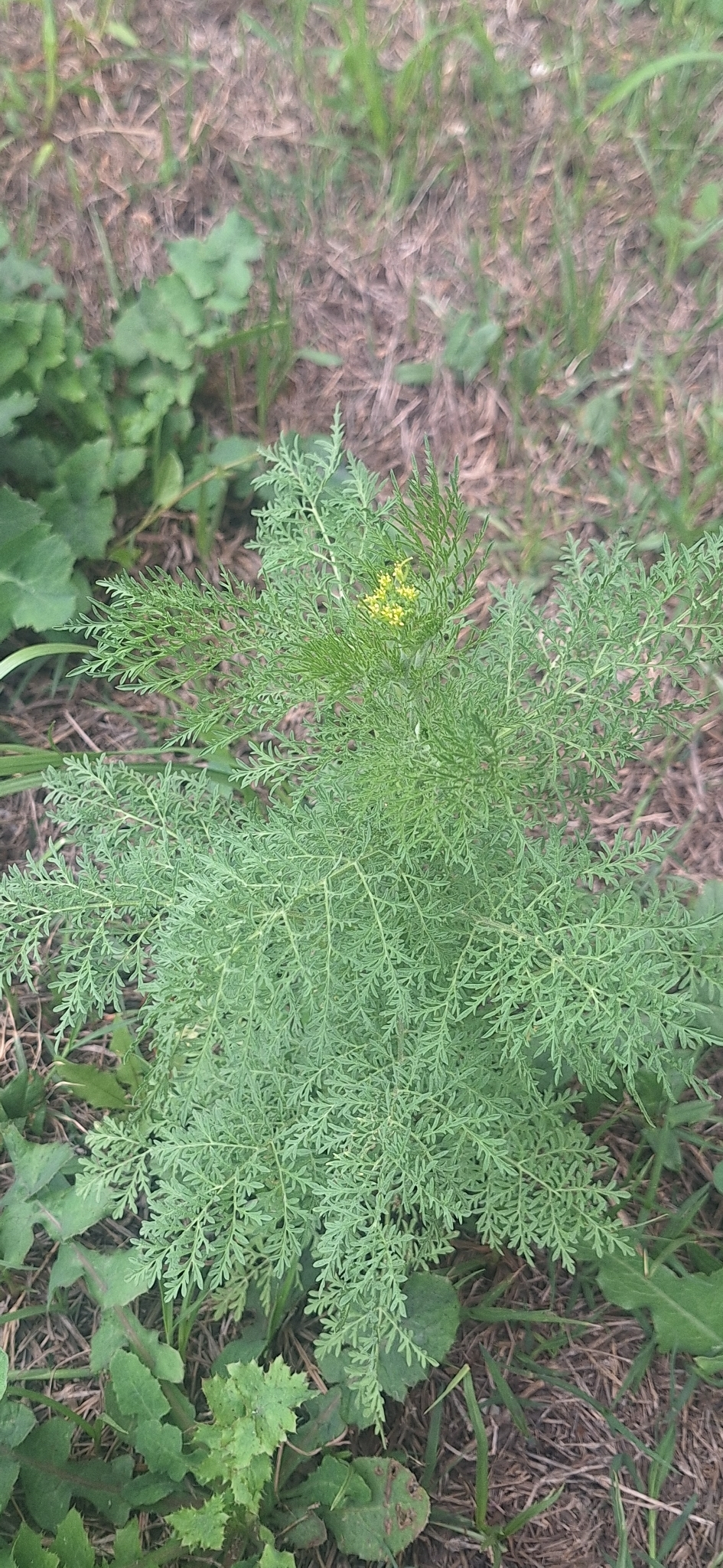 Herb Sophia (Descurainia sophia)
