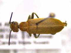Epicauta ferruginea