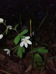 Isopyrum thalictroides