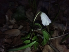 Isopyrum thalictroides