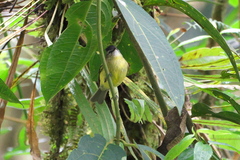 Phyllomyias nigrocapillus