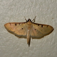 Lygropia tripunctata