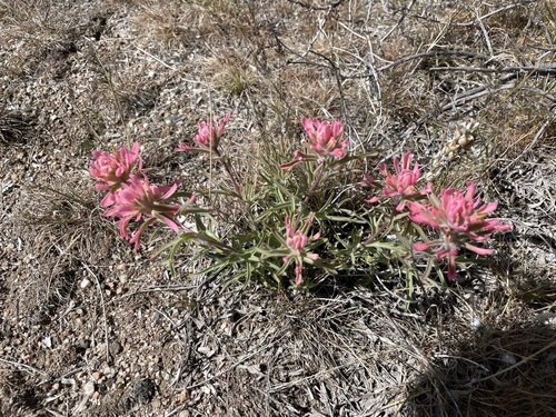 northwestern paintbrush (Castilleja angustifolia)