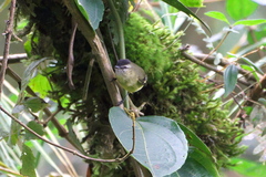 Phyllomyias nigrocapillus