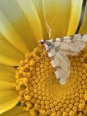 Conchylodes octonalis