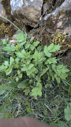 Welsh Poppy (Papaver cambricum)