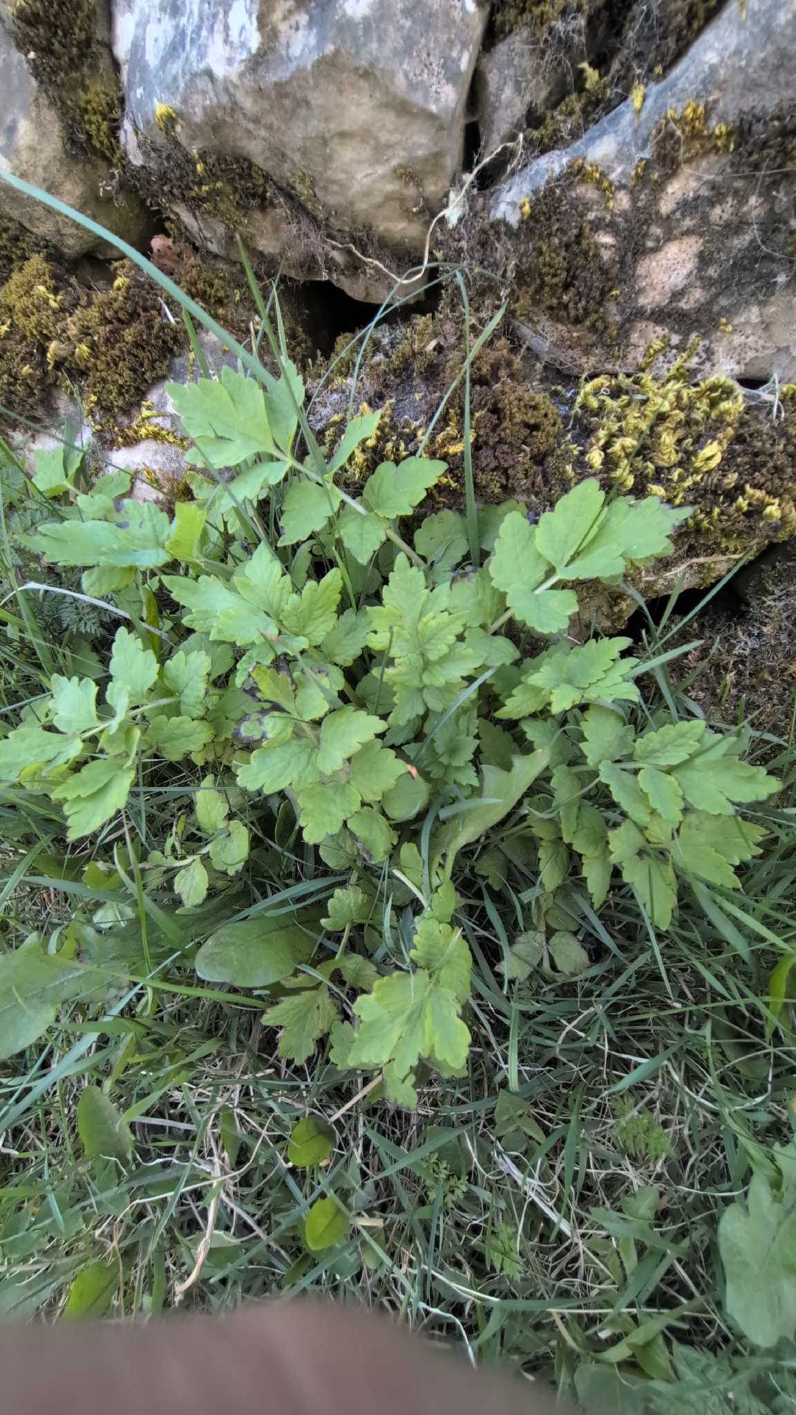 Welsh Poppy (Papaver cambricum)