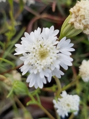 Chaenactis fremontii