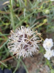 Chaenactis fremontii