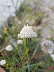 Chaenactis fremontii