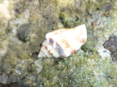 Maculastrombus maculatus